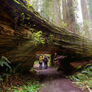 A,Couple,Tourists,Hiking,In,Redwood,National,Park,,California